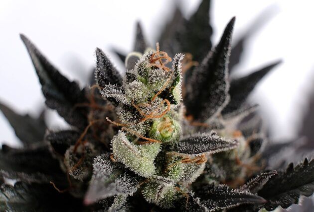 Graines de cannabis Auto Lemon Haze féminisées de Kannabia pour intérieur et extérieur